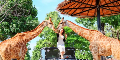 泰國大城府動物園+瑪哈泰寺+柴瓦塔那蘭寺一日遊