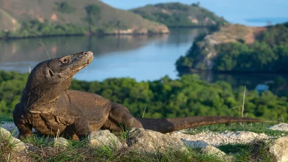 Komodo-Tour 3D2N Offene Reise (Teilen)