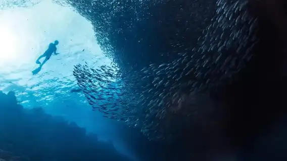 Bohol: Napaling Snorkeling Half-Day Tour | Sardine Storm Shuttle Experience