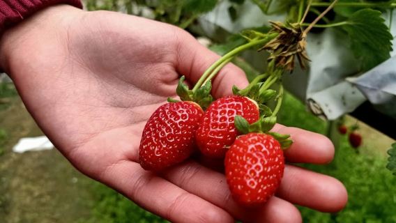 Cameron Highlands Full Day Sightseeing Tour | Malaysia