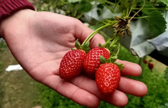 金馬侖高原全日觀光團|馬來西亞