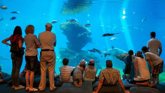 Mallorca: Palma Aquarium con traslados, guía y acceso rápido