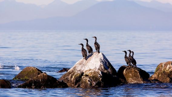 Ванкувер, Британская Колумбия: Экскурсия по наблюдению за китами с гидом