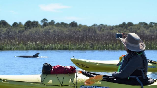 Charleston: Geführte 2-stündige Kajaktour mit Tandem oder Einzel