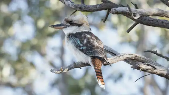 Melbourne Tour: Walk the Yarra & Heritage Convent Experience