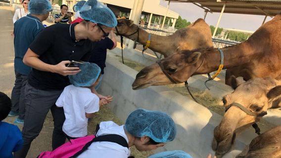 Bezoek aan kamelenboerderij in Dubai en ervaring met woestijncultuur
