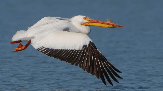 British Columbia: Bird Watching and Photography Tour