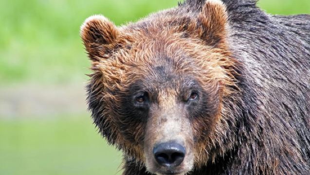 美國安克雷奇-阿拉斯加野生動物園-中文私享行-可港口來回