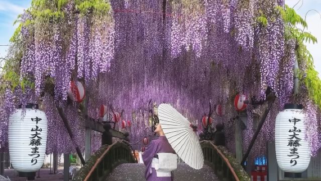 Tagesausflug nach Kita Kyushu: Mojiko, Karato-Markt, Miyajidake-Schrein/Kawachi-Fuji-Garten