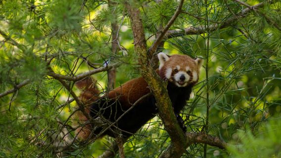 蘇黎世大教堂+蘇黎世湖東岸+蘇黎世美術館+蘇黎世動物/植物園