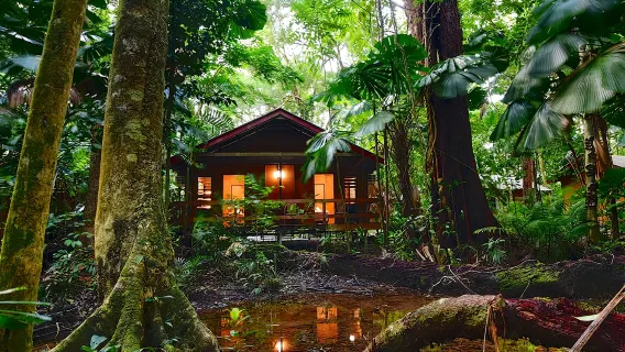 Tour di un giorno nella foresta pluviale di Daintree e Capo Tribolazione a Cairns, Australia, con pranzo incluso e crociera per avvistare i coccodrilli