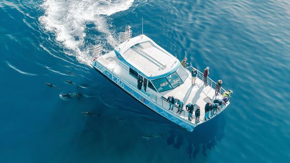 Lawatan Perlindungan Hidupan Liar Motuara dan Dolphin Cruise dari Picton