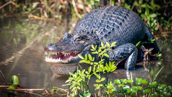 New Orleans Self-Transport Swamp and Bayou Boat Tour
