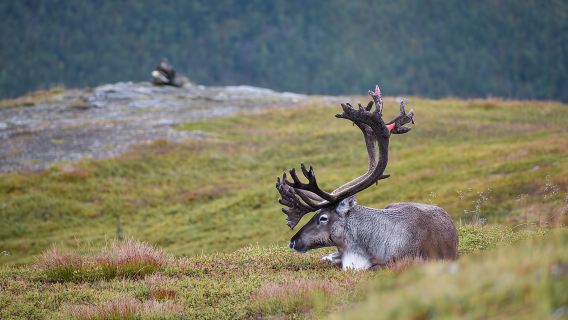 Arctic Wildlife and Fjord Sightseeing