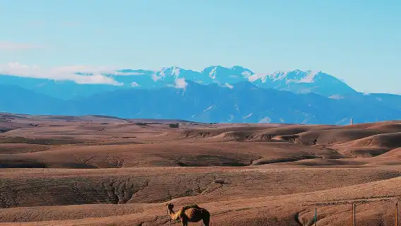 Quad, camel and dinner with show in the desert of Agafay
