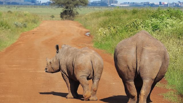 Halbtägige Wildtier-Tour mit Pirschfahrt im Nairobi-Nationalpark inklusive Abholung und Rückfahrt