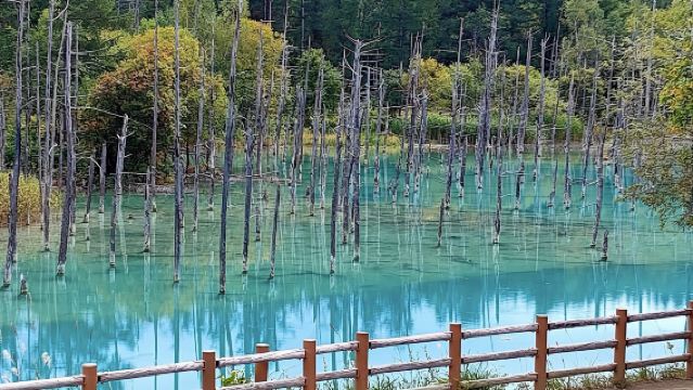 日本北海道青池-森林精靈陽台-四季彩湖【北海道中文專車】