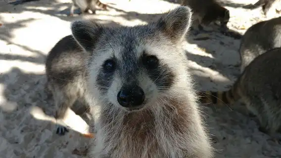 Raccoon Island Exploration on SUP/Kayak