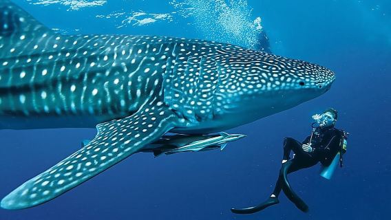 Oslob Whale Shark Watching Day Tour: Badian and Moalboal