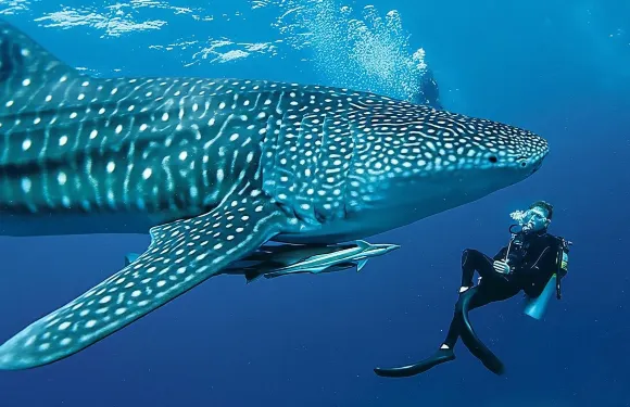 奧斯洛布鯨鯊觀賞連巴迪安及莫阿爾博阿爾之旅 (不包括燃料及入場費)