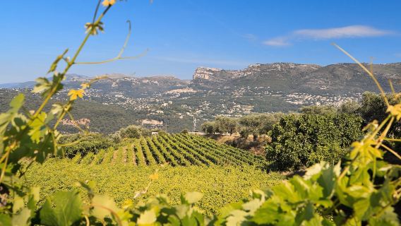 Au départ de Nice : Excursion œnologique d'une demi-journée dans la région viticole de Bellet