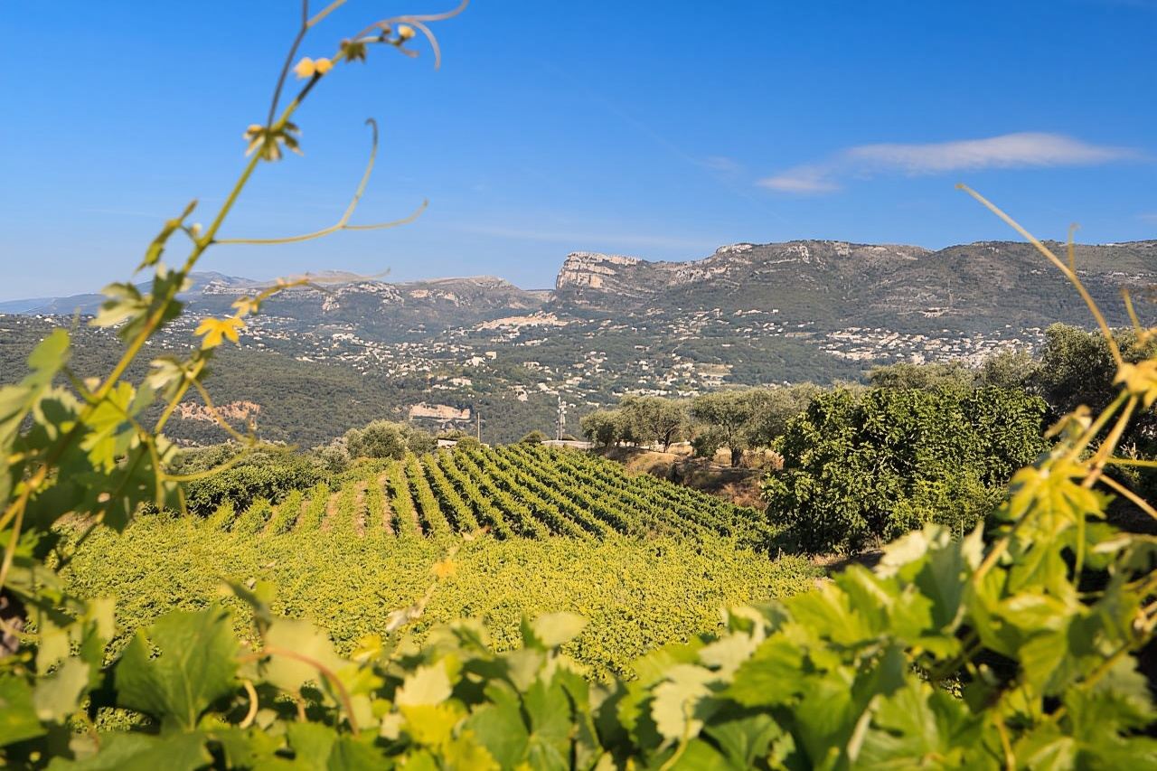 From Nice: Half-Day Wine Tour in the Bellet Wine Region
