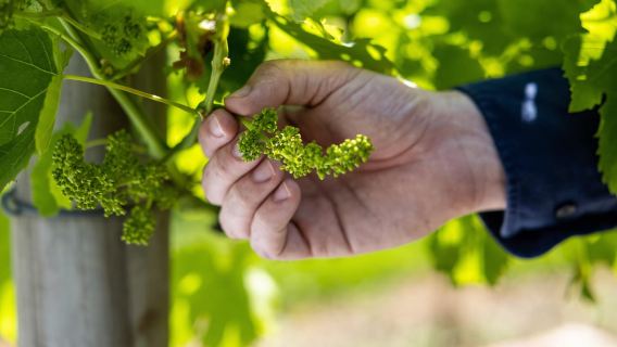 Gold Coast: Luxury Wine Tour with Gourmet Lunch & Distillery