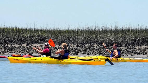 Charleston: Tour en kayak guiado de 2 horas en tándem o individual