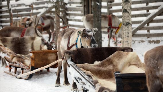 Kuusamo: Paseo en trineo tirado por renos y visita a una granja