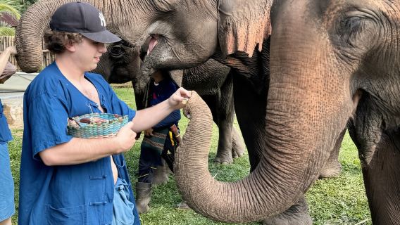 Tour di Chiang Mai: cascata appiccicosa di Bua Tong e cura degli elefanti
