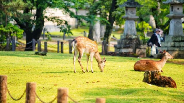 【日本中文專車機場接送】關西/伊丹機場/東京各大機場均有服務