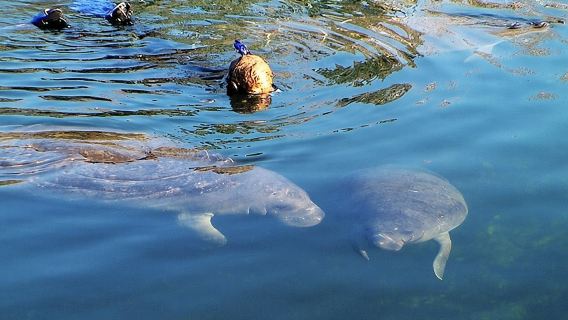 Morning Swim and Snorkel with Manatees-Guided Crystal River Tour