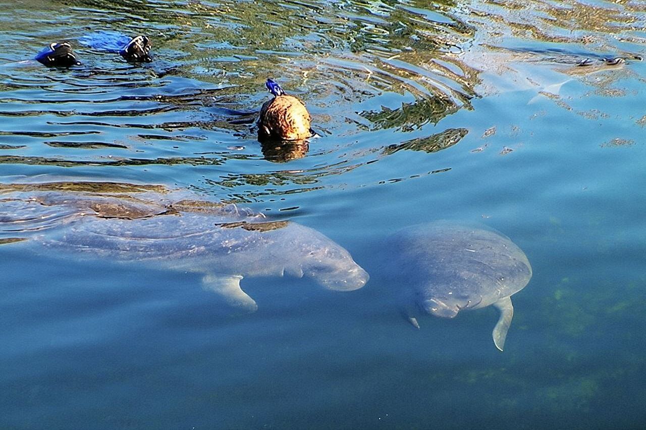 Morning Swim and Snorkel with Manatees-Guided Crystal River Tour