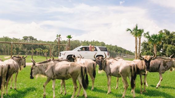 Wild Florida Drive-Thru Safari Park Admission