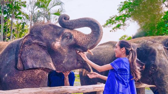 Bangkok Elephant Park Half-day Tour [Limited-time Offer|Elephant feeding|Bathing|Make elephant food