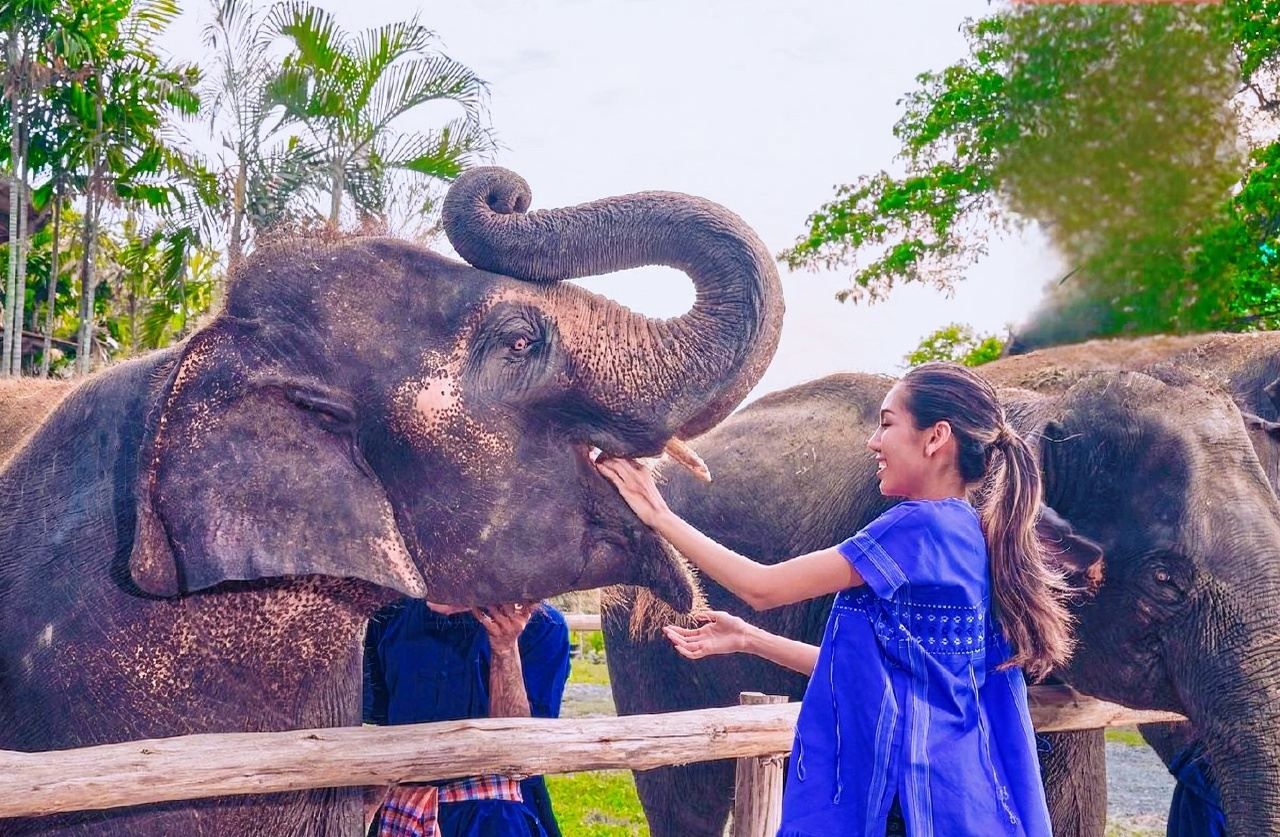 Bangkok Elephant Park Half-day Tour [Limited-time Offer|Elephant feeding|Bathing|Make elephant food