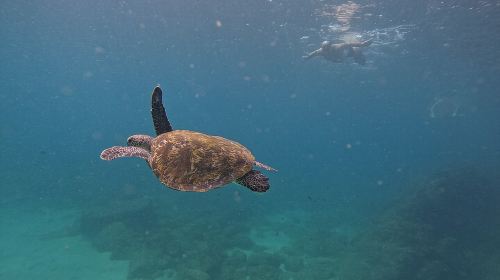 From Abu Dhabi: Snorkeling with turtles in Fujairah with BBQ 4