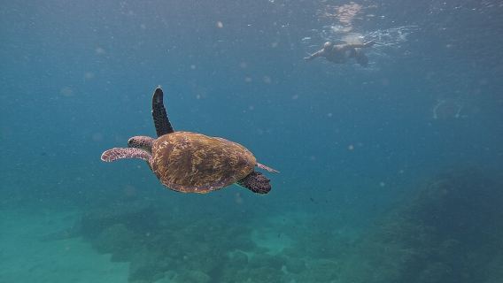 Private Snorkeling with turtles with BBQ food