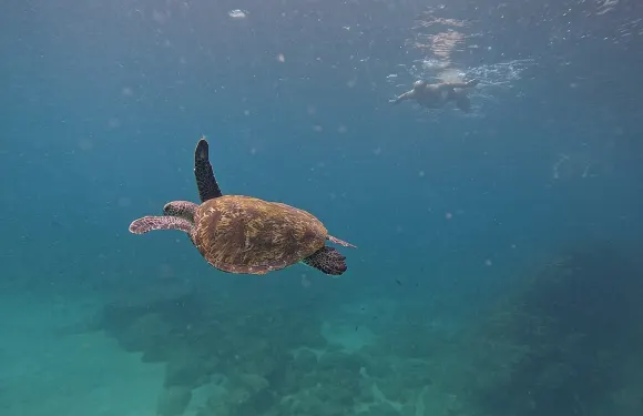 私人浮潛之旅，與海龜共遊，並享用燒烤美食