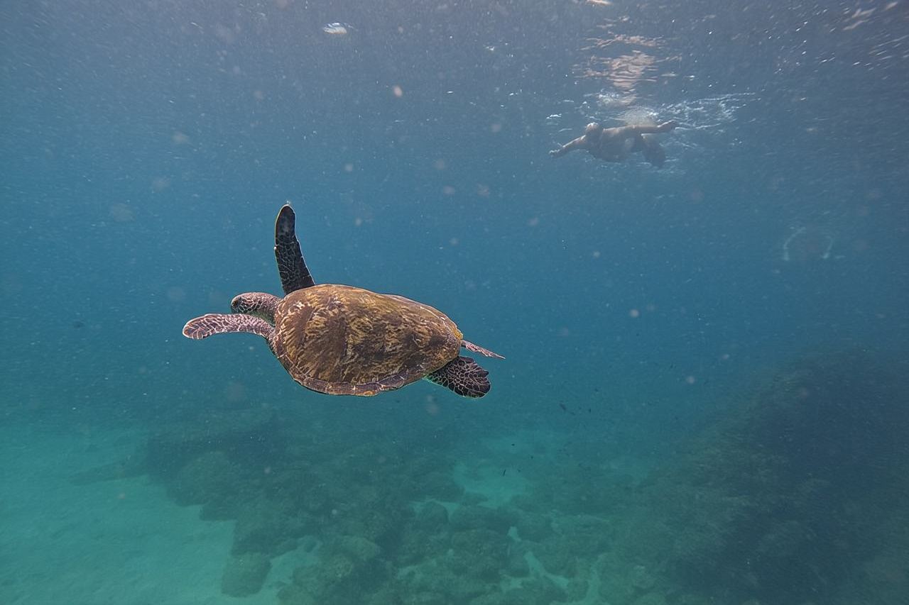 Privates Schnorcheln mit Schildkröten inklusive Grillessen