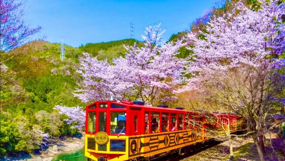 【京都&奈良一日遊】嵐山小火車&奈良公園&伏見稻荷大社一日遊