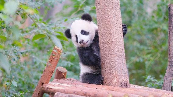 Tur Panda Chengdu (Tur Grup Bahasa Inggris) Tur Setengah Hari ke Pangkalan Penelitian Penangkaran Panda Raksasa