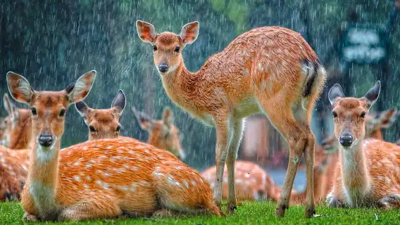 泰國清邁夜間動物園【全區域門票丨可飯店接駁】