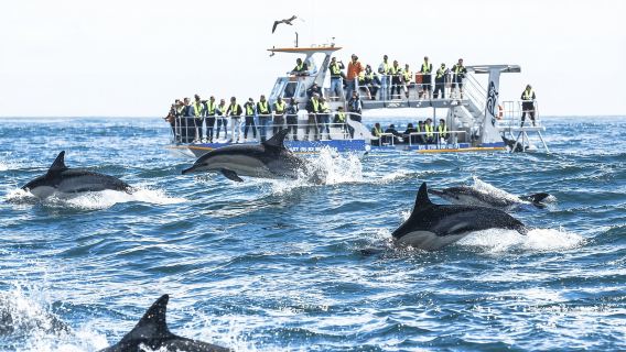 Full Day Private Whale Watching, Penguin, & Cage Diving Tour