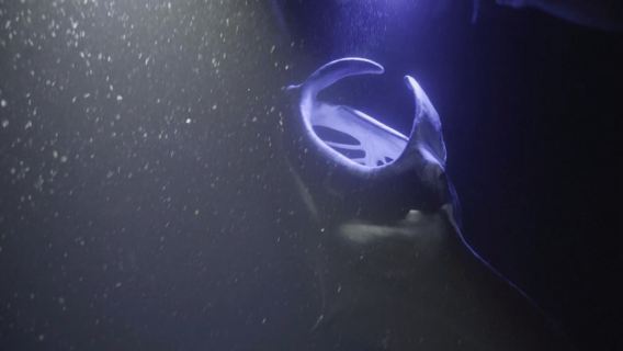 Kailua-Kona: snorkel con mantarrayas y crucero en velero al atardecer