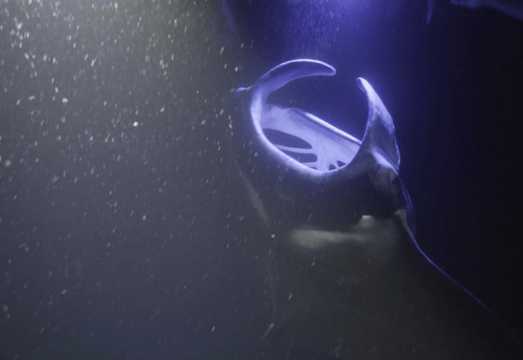 Kailua-Kona: Manta Ray Snorkeling and Sunset Sailing Cruise