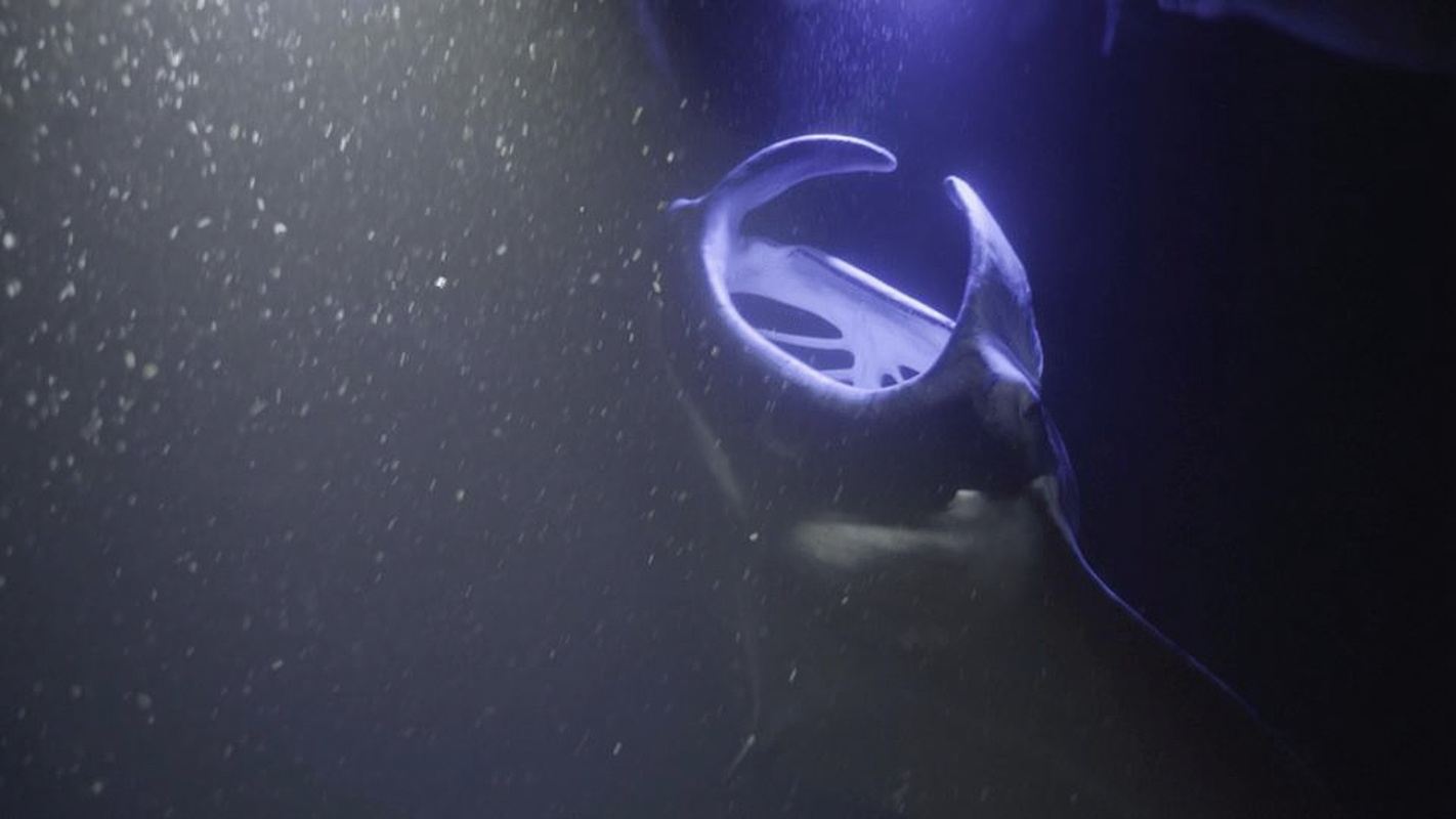 Kailua-Kona: Manta Ray Snorkeling and Sunset Sailing Cruise