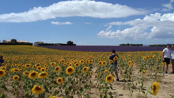 Lavender Full-Day Tour Valensole from Aix en Provence