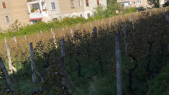 Von Tirana/Durrës: Weinverkostung im Weingut USSR in Librazhd