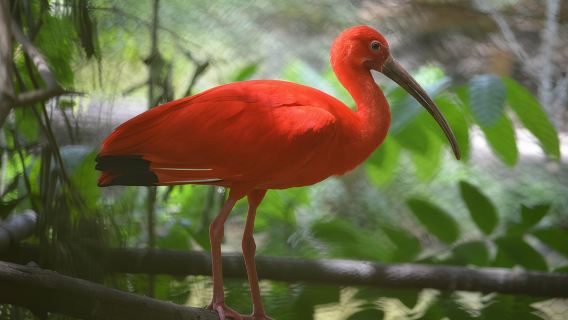 Excursión en barco al atardecer por los humedales de Caroni